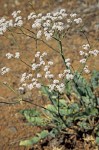 Eriogonum elatum