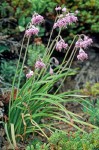 Allium cernuum