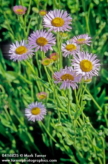 Erigeron aliceae