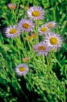 Alice Eastwood's Daisy blossoms