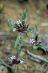 Collomia tinctoria