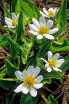 Caltha leptosepala ssp. leptosepala var. leptosepala