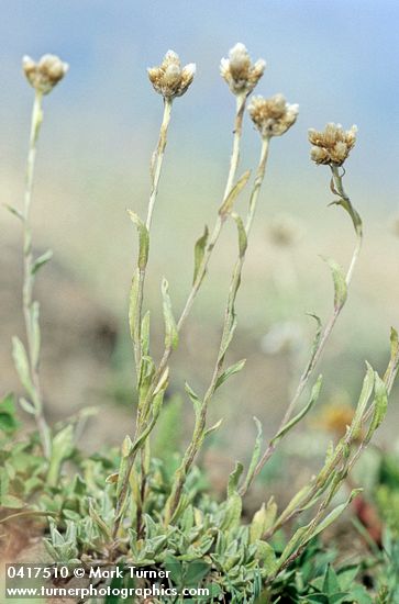 Antennaria umbrinella