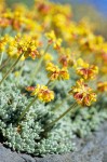 Eriogonum caespitosum