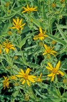 Seep-spring Arnica blossoms & foliage