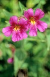 Mimulus lewisii