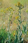 Senecio hydrophilus