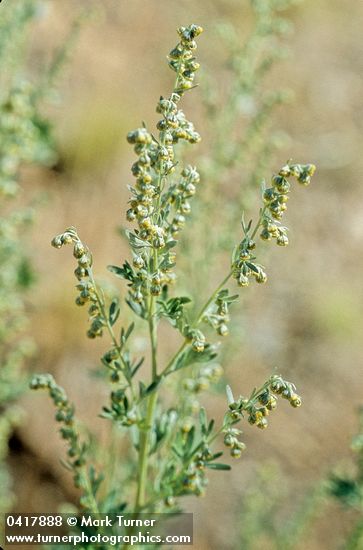 Artemisia absinthium