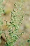 Common Wormwood blossoms & foliage