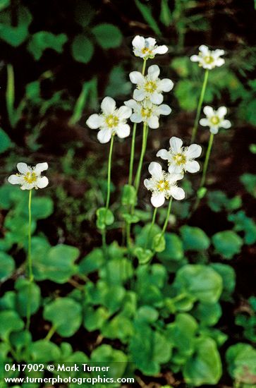 Parnassia fimbriata