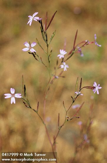 Epilobium brachycarpum (E. paniculatum)