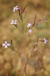 Epilobium brachycarpum