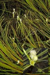 Small Bur-reed blossoms & floating foliage