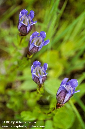 Gentiana calycosa