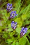 Explorer's Gentian blossoms