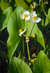 Sagittaria latifolia