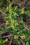 Hedge Mustard blossoms & foliage