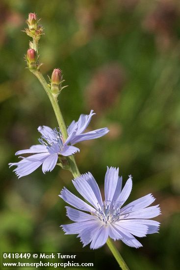 Cichorium intybus