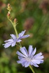 Chicory blossoms