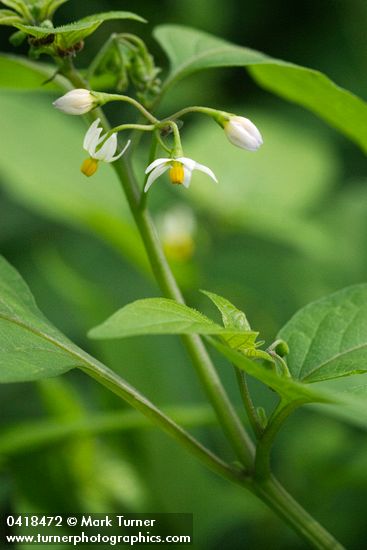 Solanum nigrum