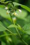 Black Nightshade blossoms & foliage