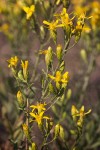 Hall's Goldenweed blossoms