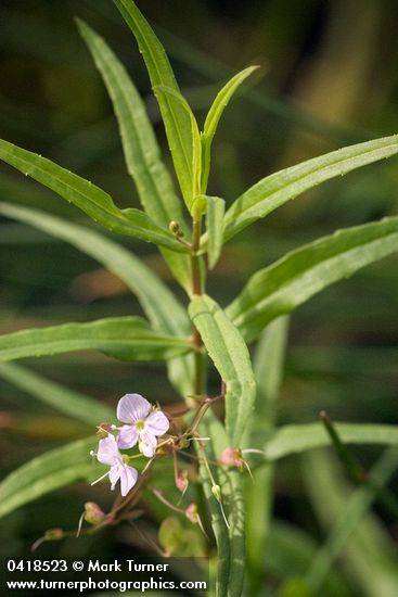 Veronica scutellata