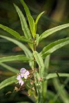 Marsh Speedwell blossoms & foliage