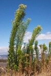 Horseweed, windblown against blue sky