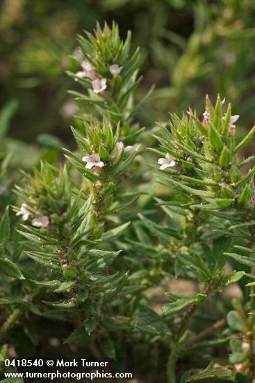 Verbena bracteata