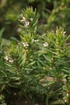 Prostrate Verbena blossoms & foliage detail