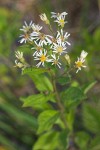 Rough-leaved Aster