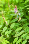 Lathyrus polyphyllus