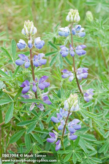 Lupinus rivularis