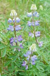 Streambank Lupine blossoms & foliage