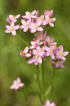 Centaurium muehlenbergii