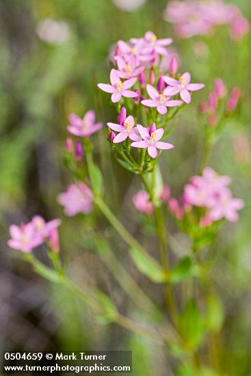 Centaurium muehlenbergii