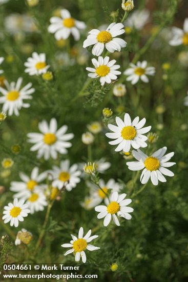 Anthemis cotula