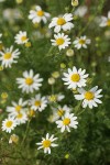 Stinking Mayweed