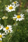 Stinking Mayweed blossoms detail