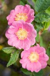 Clustered Wild Rose blossoms