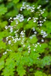 Western Boykinia blossoms