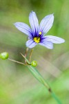 Blue-eyed Grass blossom detail