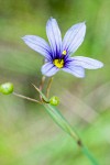 Sisyrinchium bellum