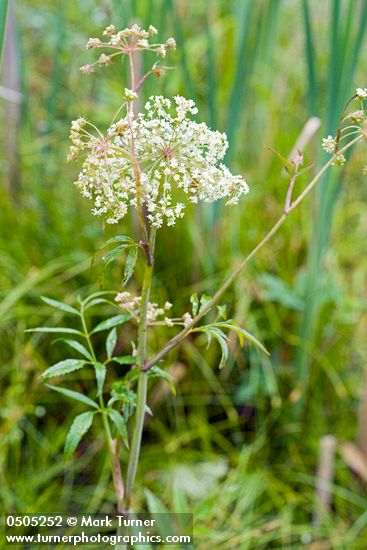 Cicuta douglasii