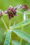 Marsh Cinquefoil blossoms & foliage detail