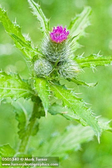 Cirsium brevistylum