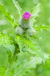 Short-styled Thistle (Cluster Thistle) blossom, buds & foliage