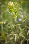 Castilleja lutescens