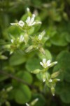 Cerastium fontanum ssp. vulgare